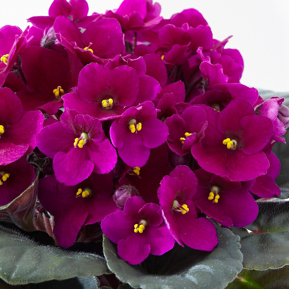 Saintpaulia Red | African Violet
