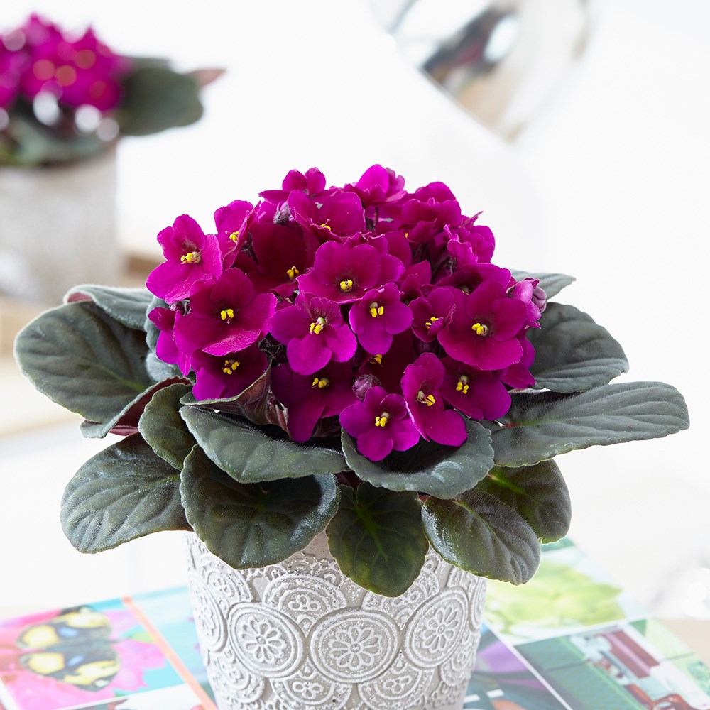 Saintpaulia Red | African Violet