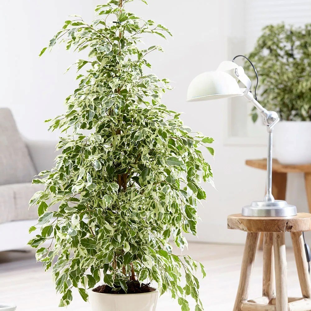 Ficus Benjamina Twilight | Weeping Fig