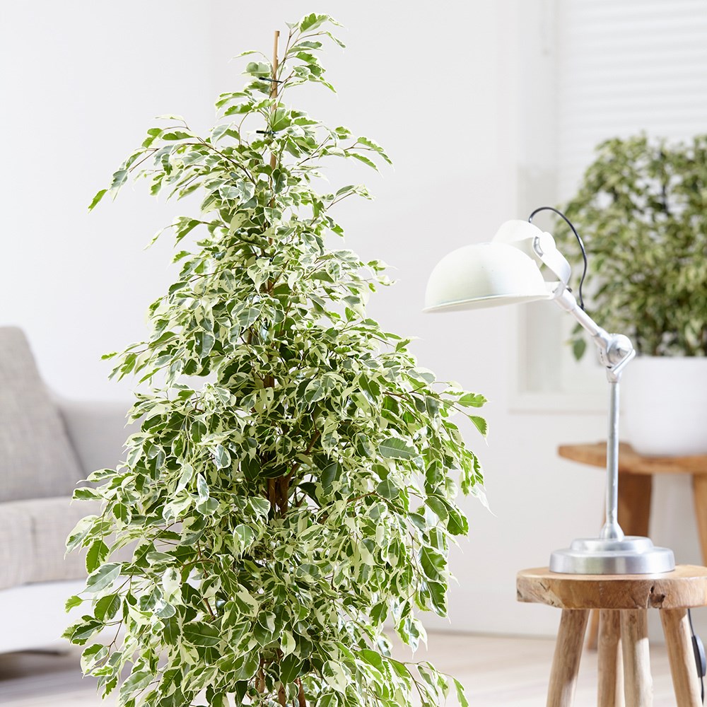 Ficus Benjamina Twilight | Weeping Fig
