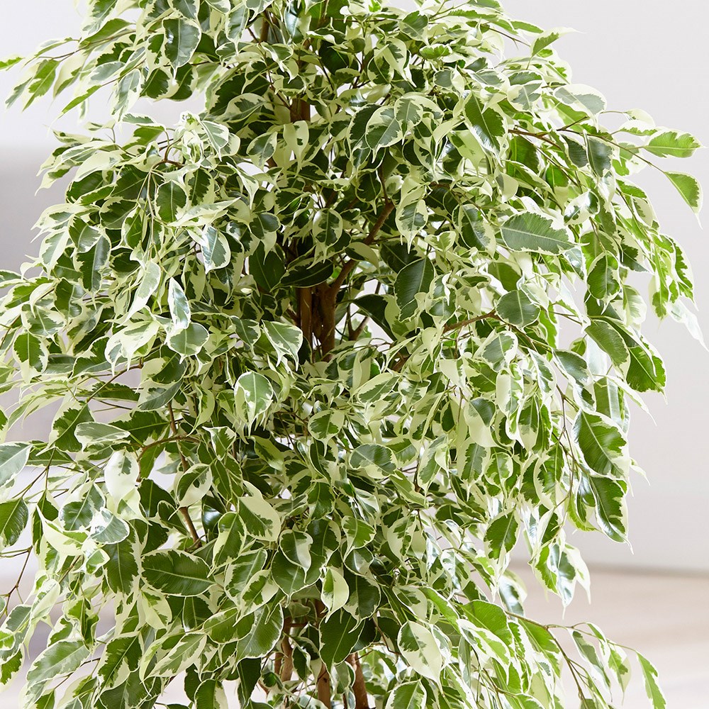 Ficus Benjamina Twilight | Weeping Fig