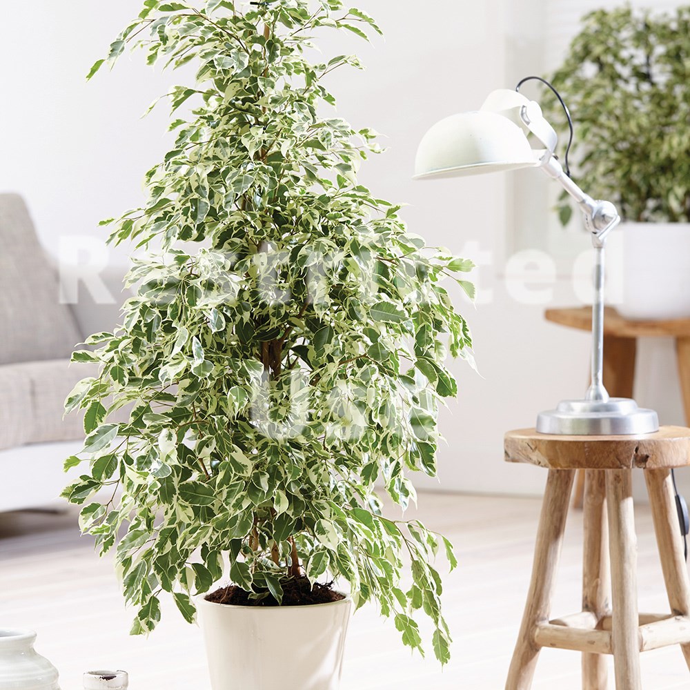 Ficus Benjamina Twilight | Weeping Fig