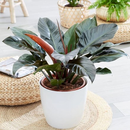 Philodendron 'Imperial Red' | Philodendron