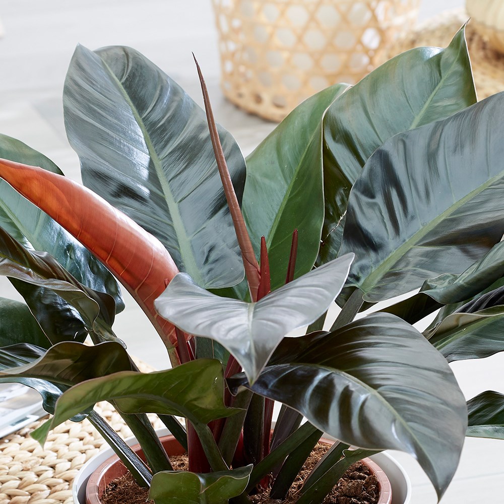 Philodendron Imperial Red | Philodendron