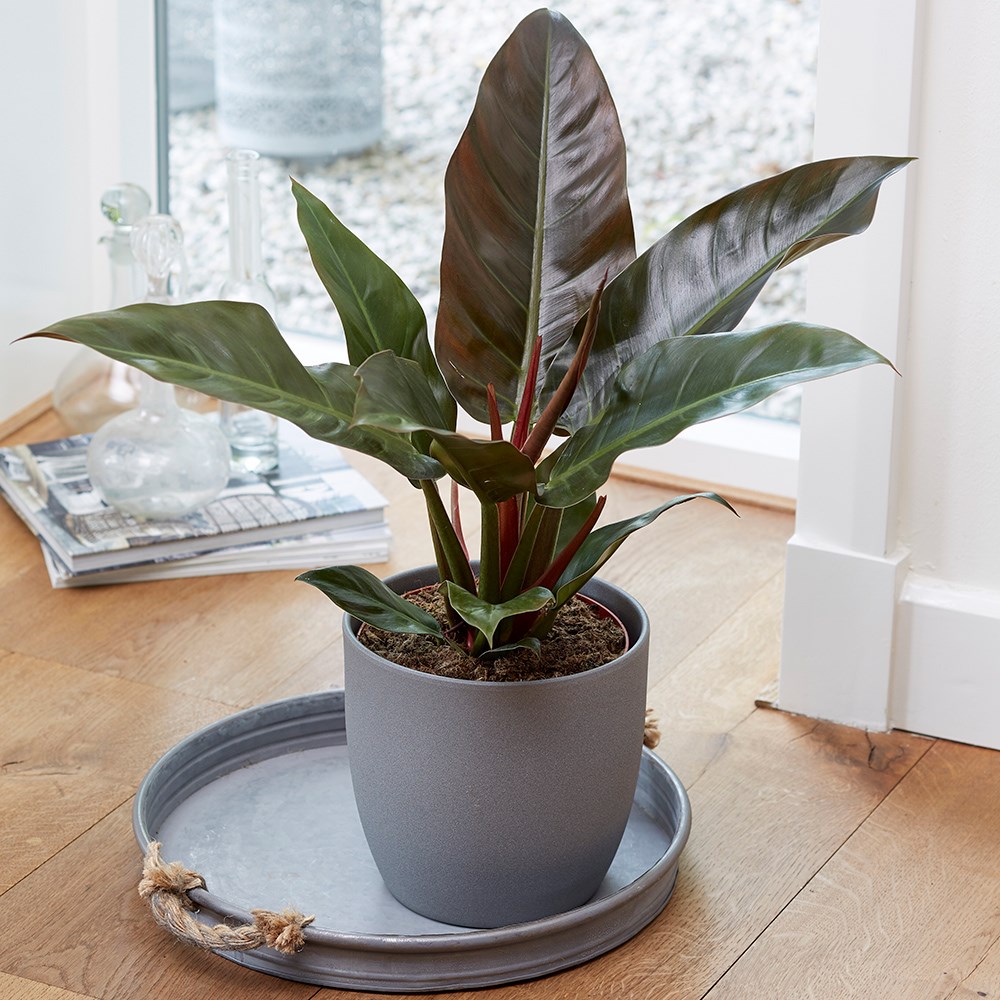 Philodendron Imperial Red | Philodendron