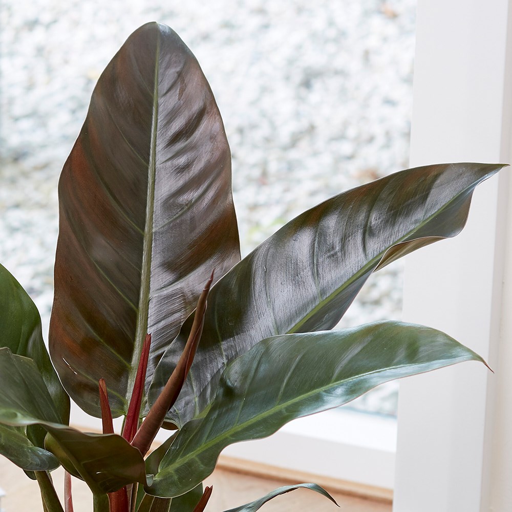 Philodendron Imperial Red | Philodendron