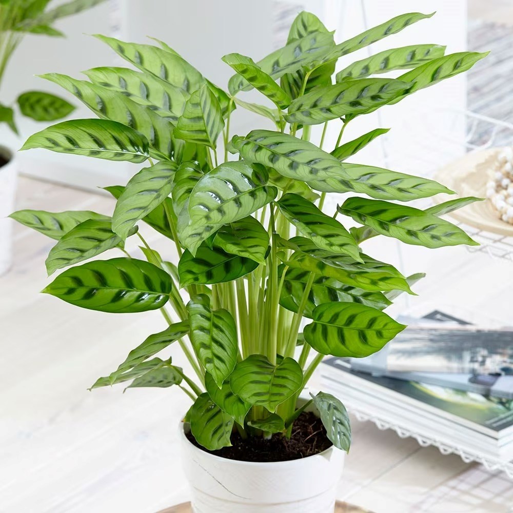 Calathea leopardina | Goeppertia concinna