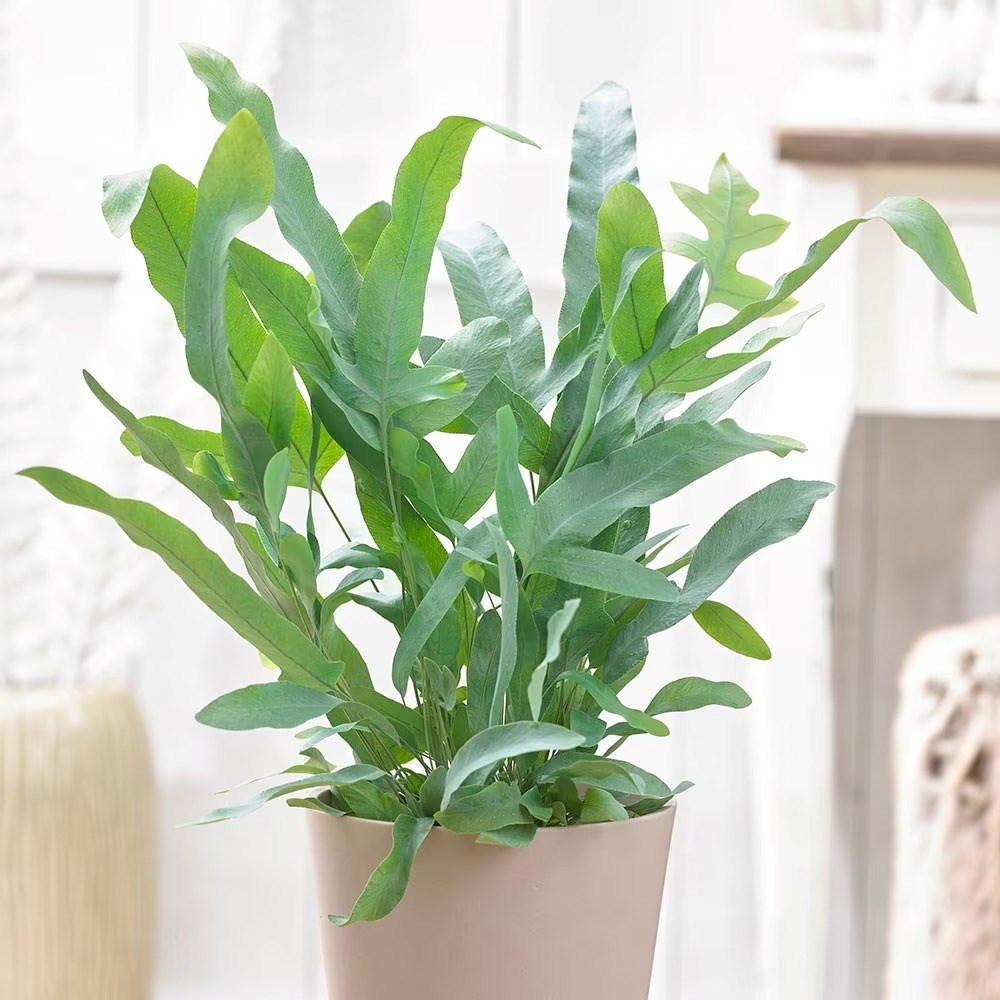 Phlebodium Aureum Blue Star | Golden Polypody