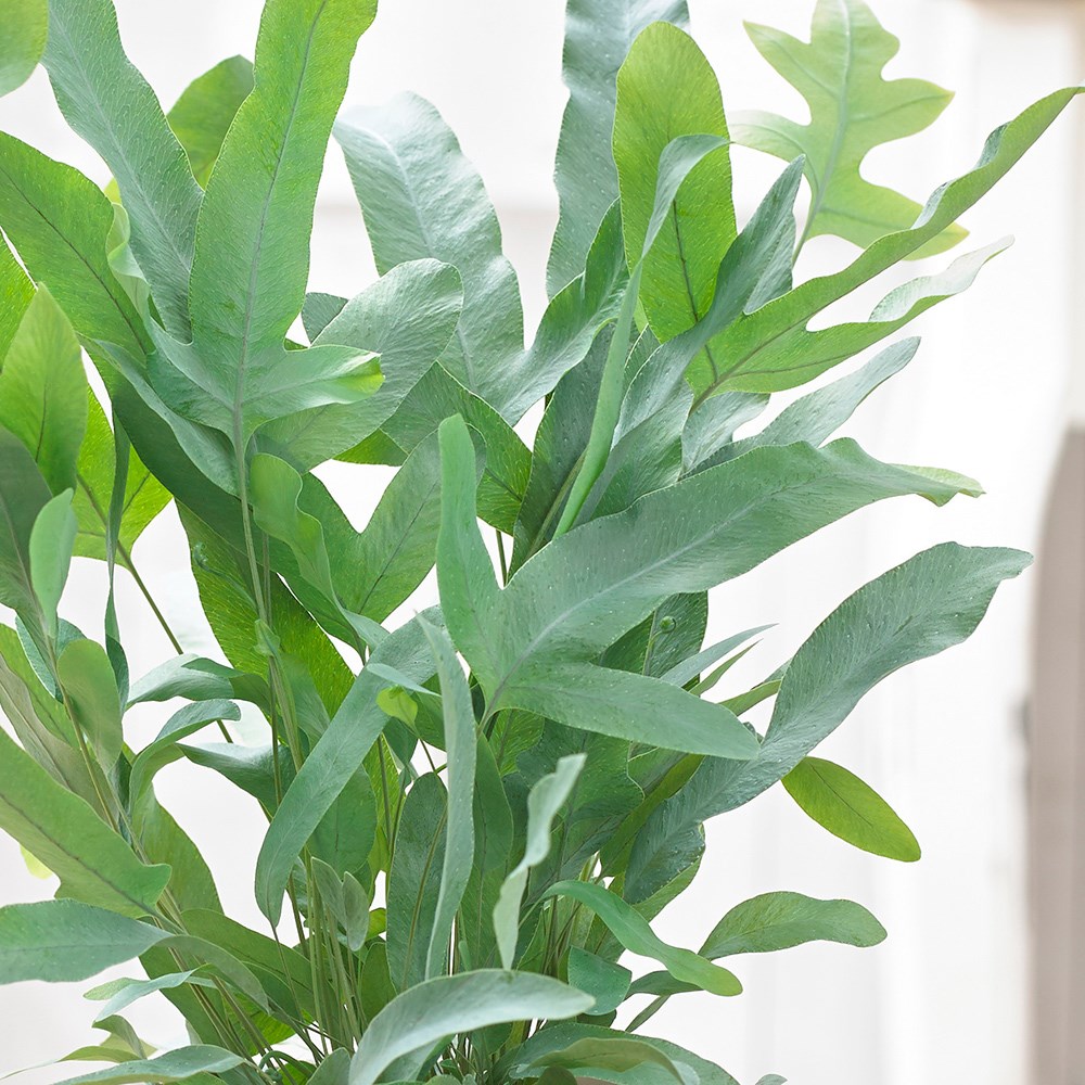 Phlebodium Aureum Blue Star | Golden Polypody