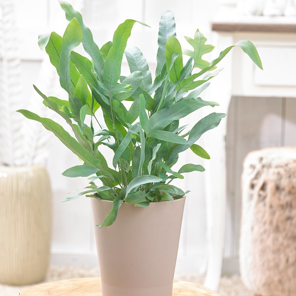 Phlebodium Aureum Blue Star | Golden Polypody