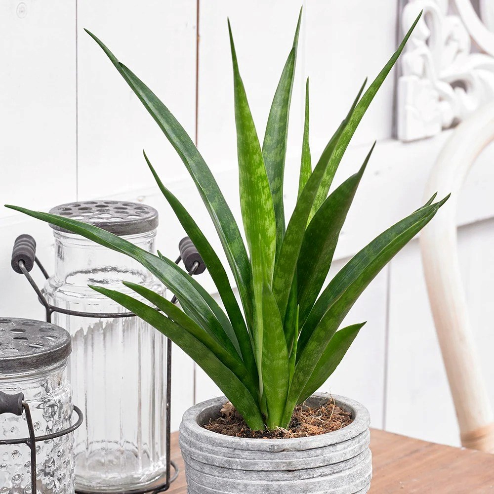 Sansevieria Kirkii Friends | Mother-in-laws Tongue