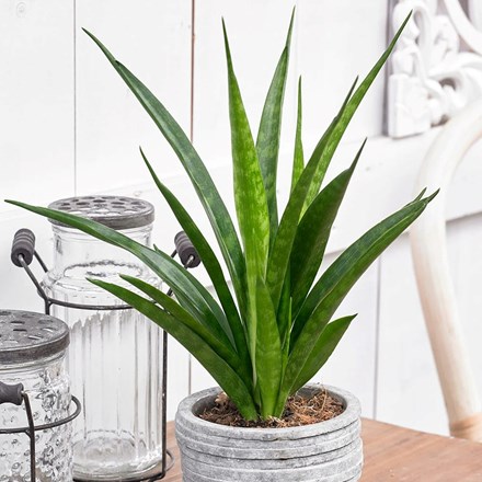 Sansevieria kirkii 'Friends' | Mother-in-law's Tongue
