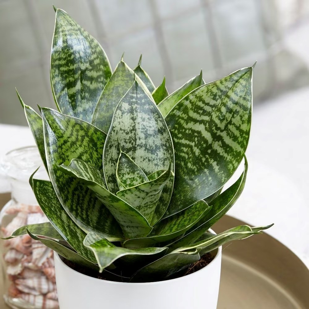 Sansevieria Trifasciata Hahnii | Hahns Sansevieria