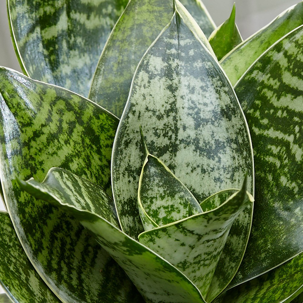 Sansevieria Trifasciata Hahnii | Hahns Sansevieria