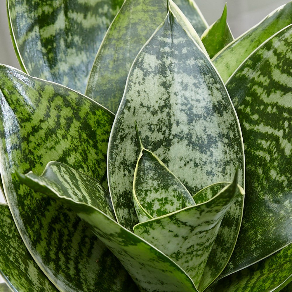 Sansevieria Trifasciata Hahnii | Hahn's Sansevieria