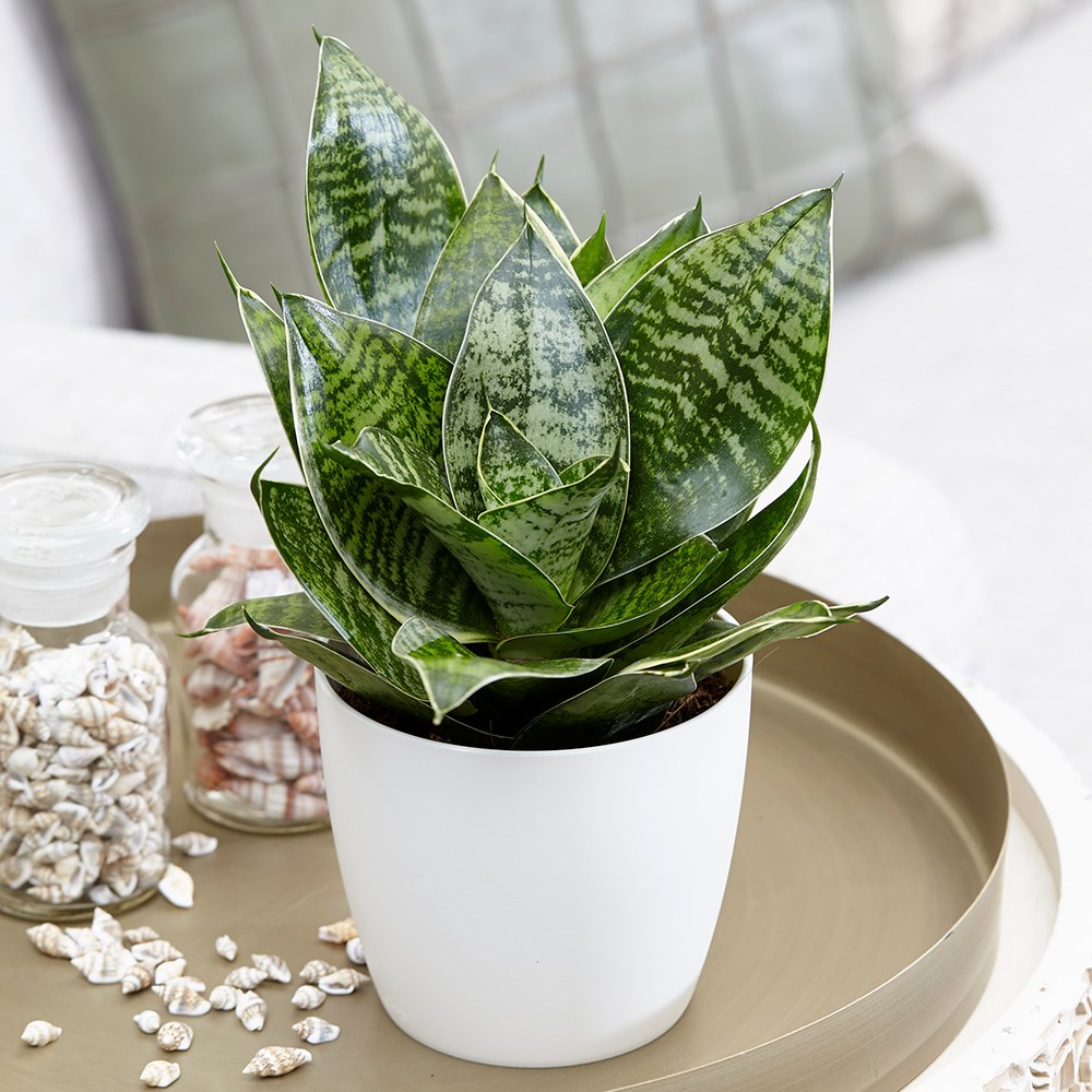 Sansevieria Trifasciata Hahnii | Hahns Sansevieria