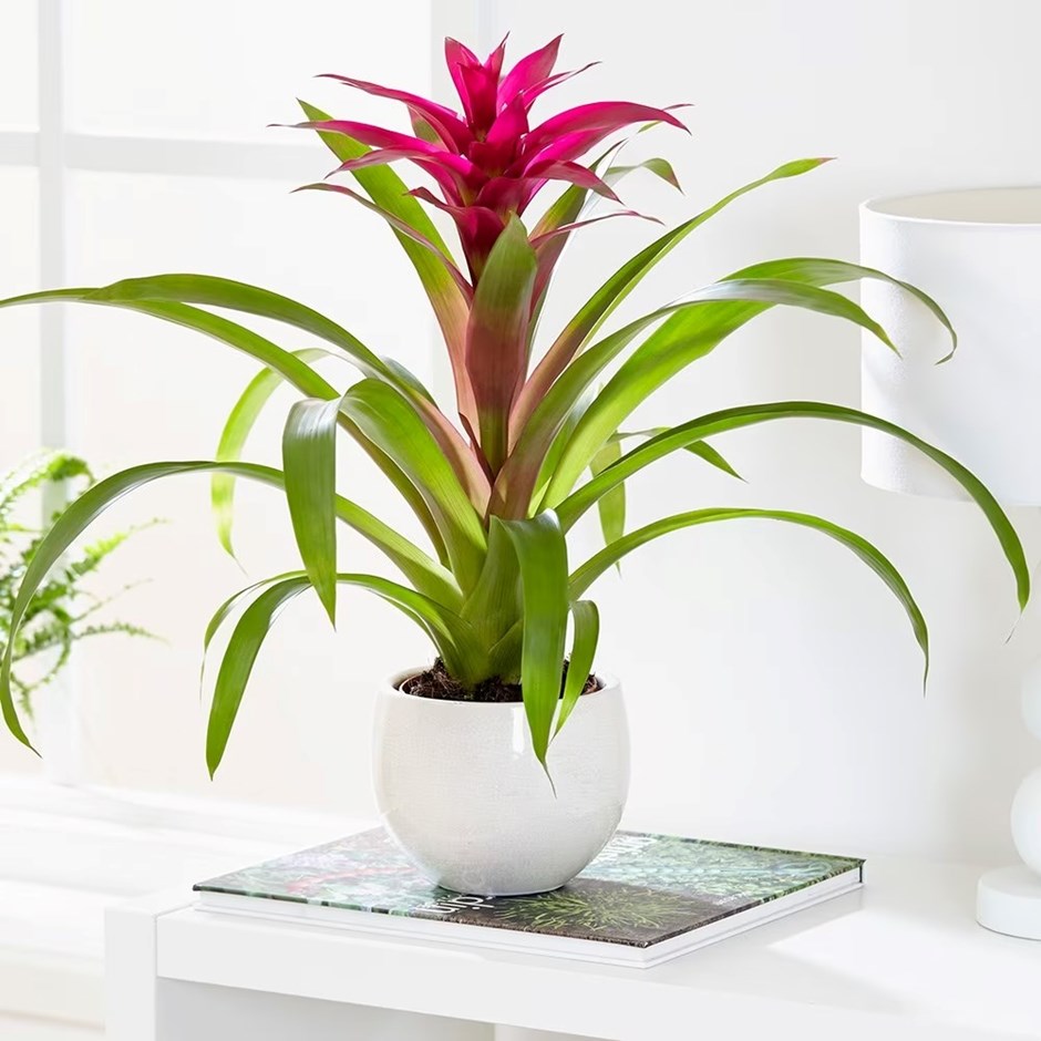 Bromeliad Voila | Guzmania