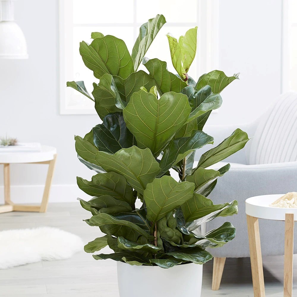 Ficus Lyrata | Fiddle Leaf Fig