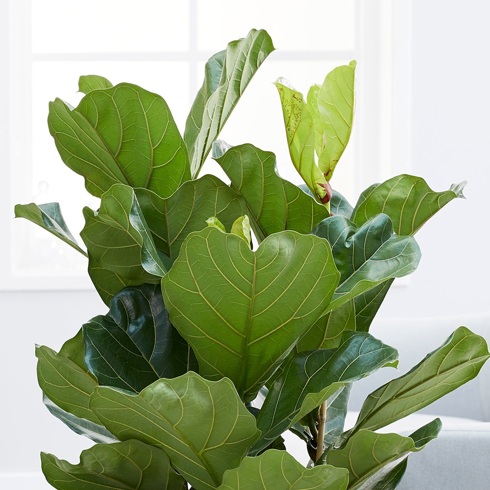 Ficus Lyrata | Fiddle Leaf Fig