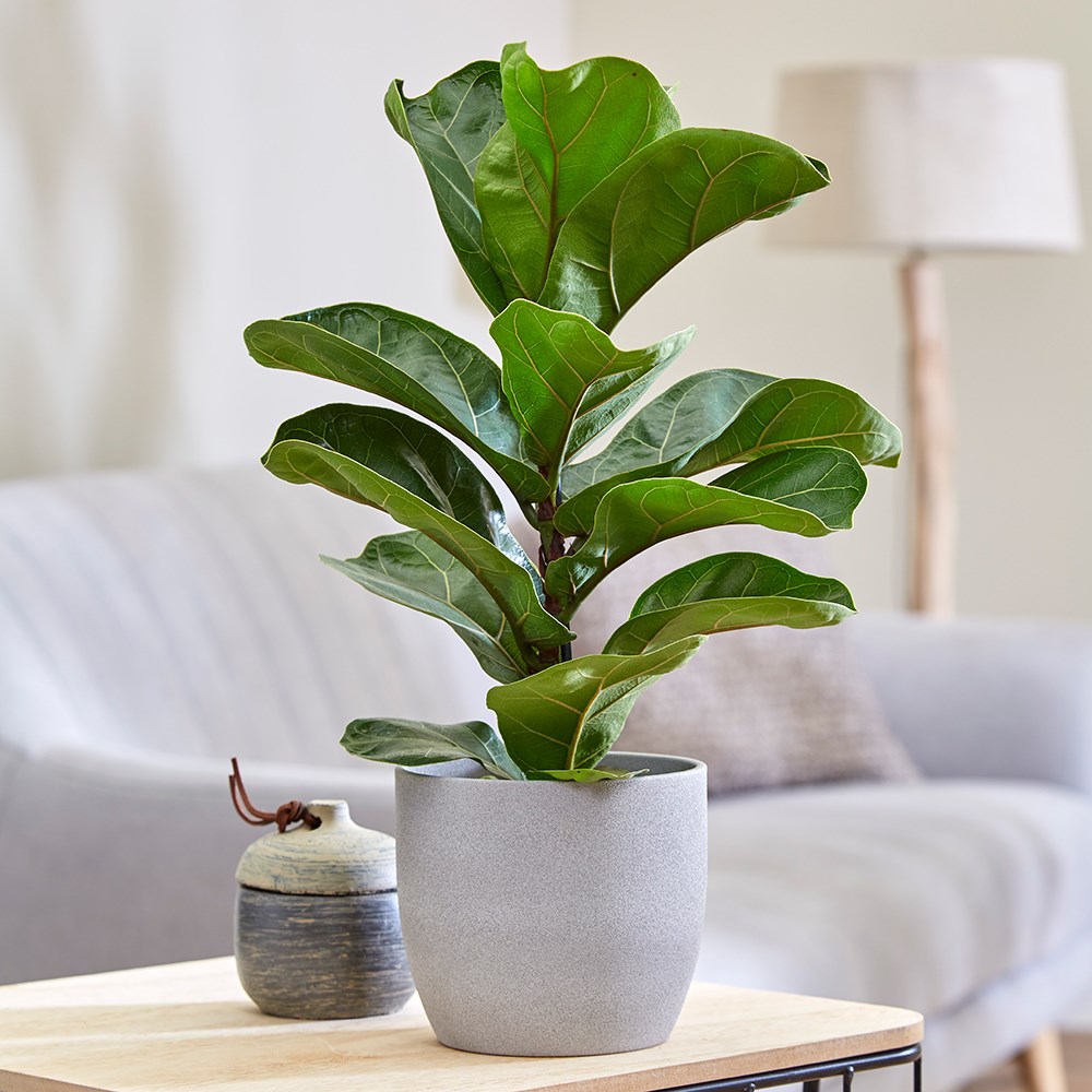 Ficus Lyrata | Fiddle Leaf Fig