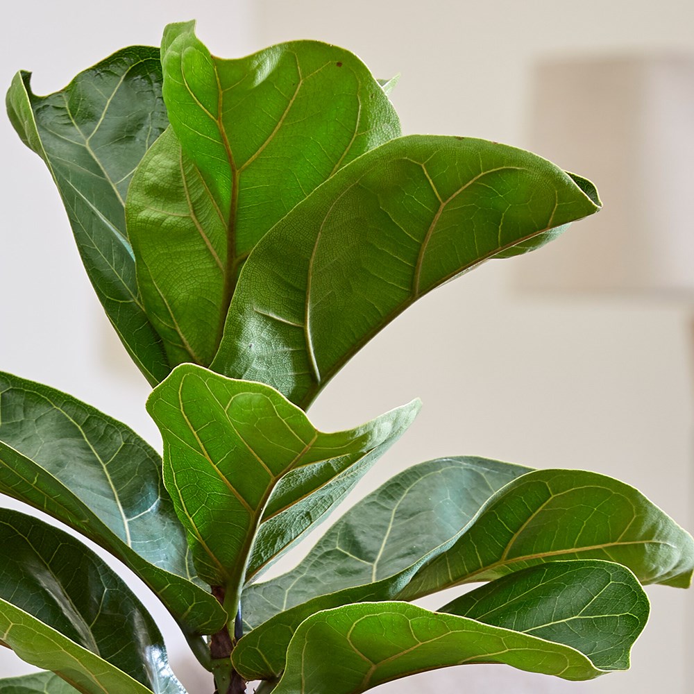 Ficus Lyrata | Fiddle Leaf Fig