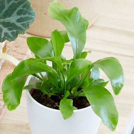 Asplenium Bottle Garden / Terrarium Plant | Bird’s Nest Fern