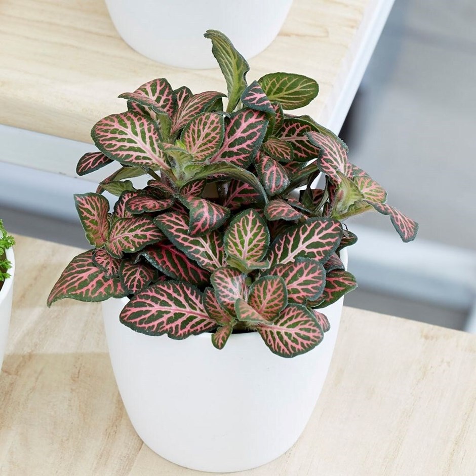 Fittonia Bottle Garden / Terrarium Plant | Snakeskin