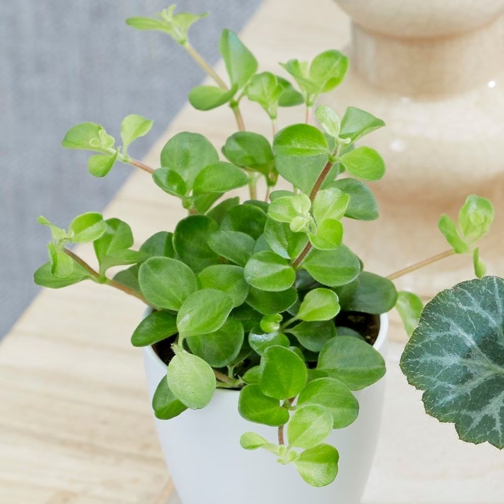 Peperomia Bottle Garden / Terrarium Plant | Peperomia