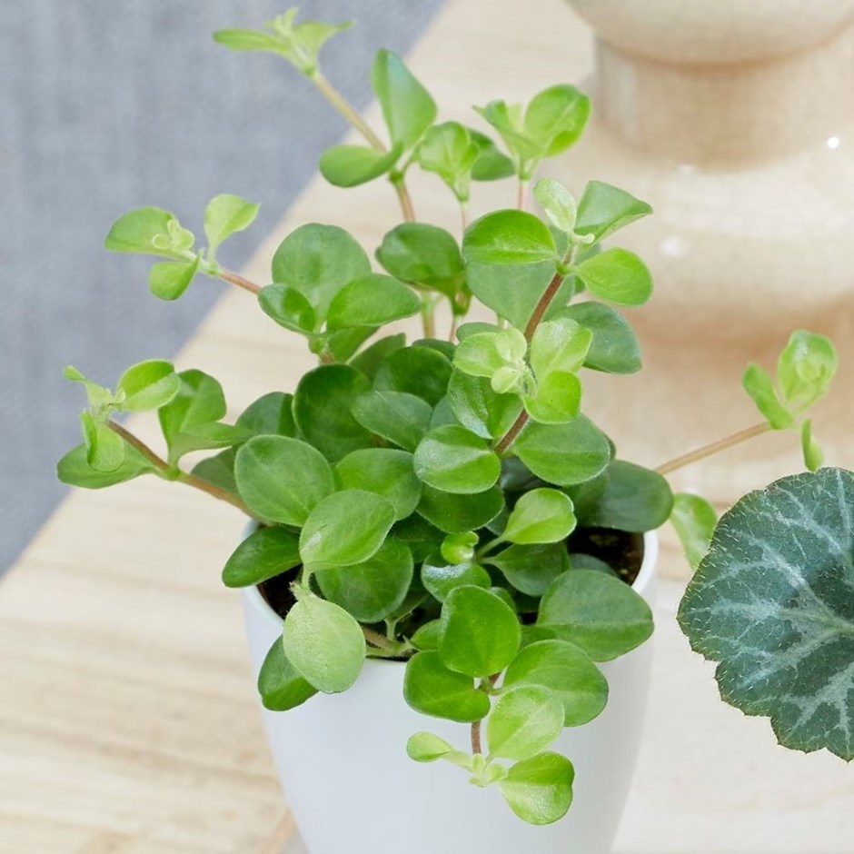 Peperomia Bottle Garden / Terrarium Plant | Peperomia