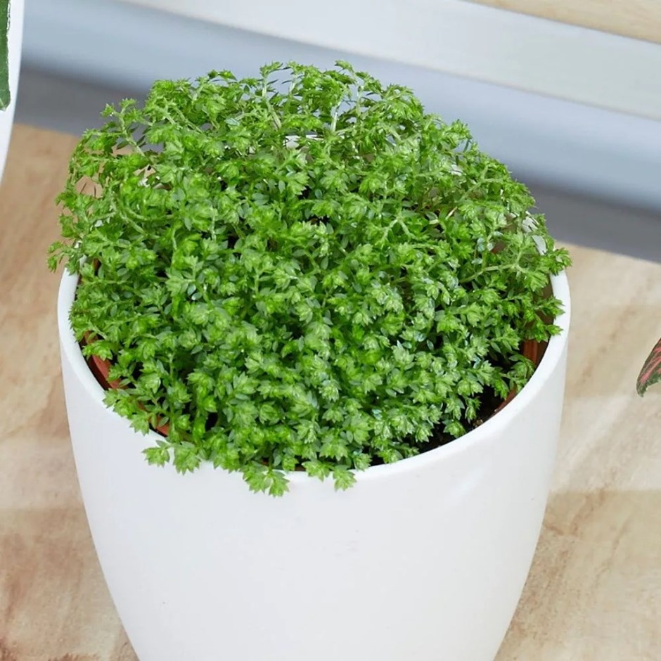 Selaginella Bottle Garden / Terrarium Plant | Creeping Moss