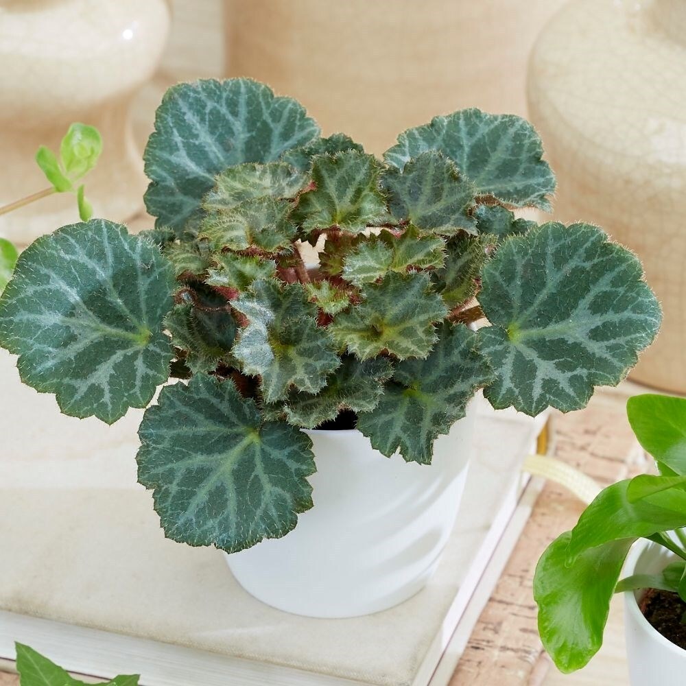 Saxifraga Bottle Garden / Terrarium Plant | Mother of Thousands