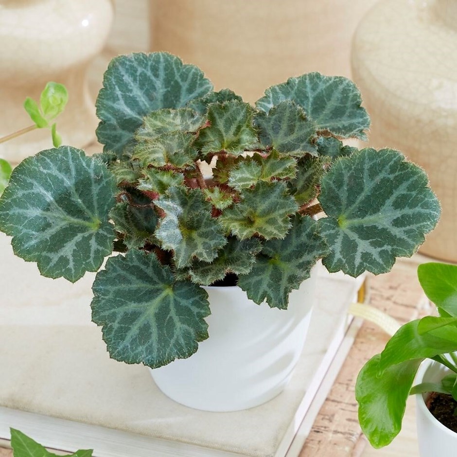 Saxifraga Bottle Garden / Terrarium Plant | Mother of Thousands