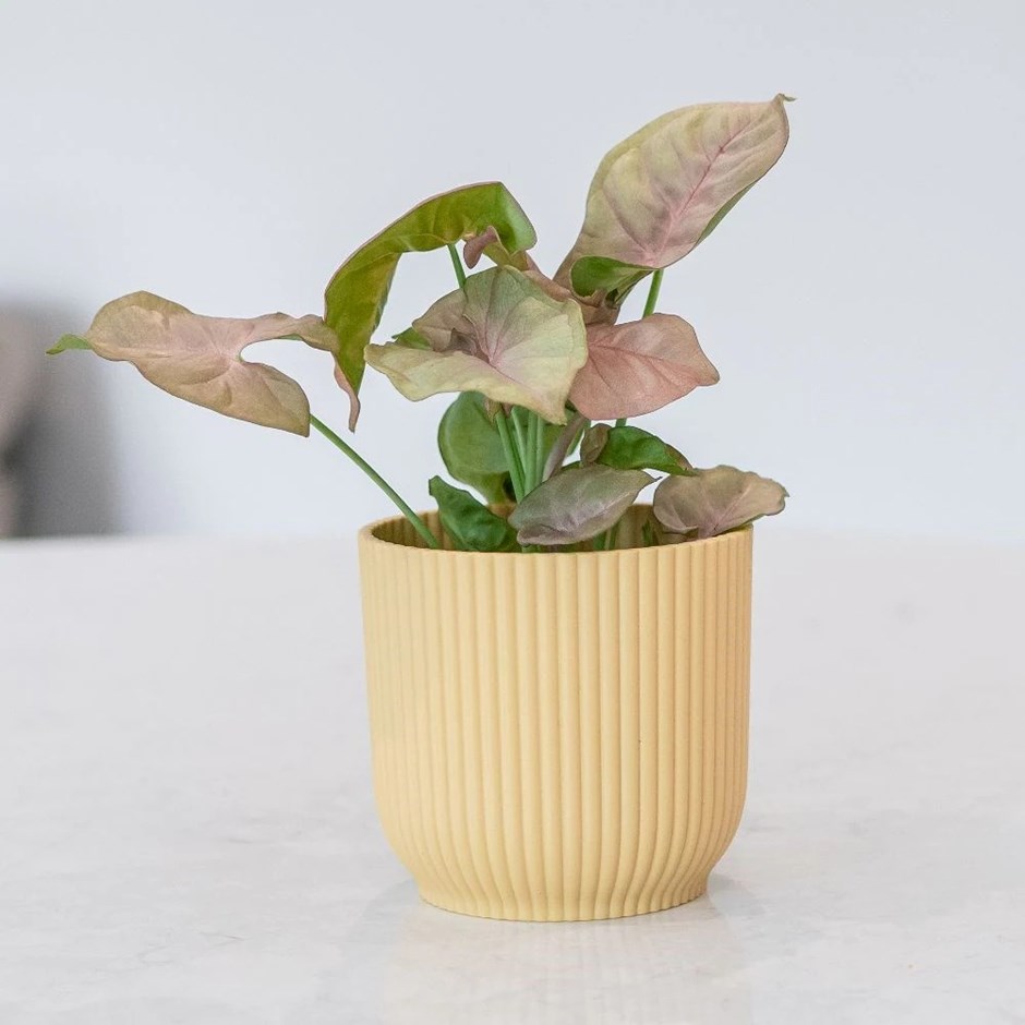 Syngonium Bottle Garden / Terrarium Plant | Arrowhead Plant