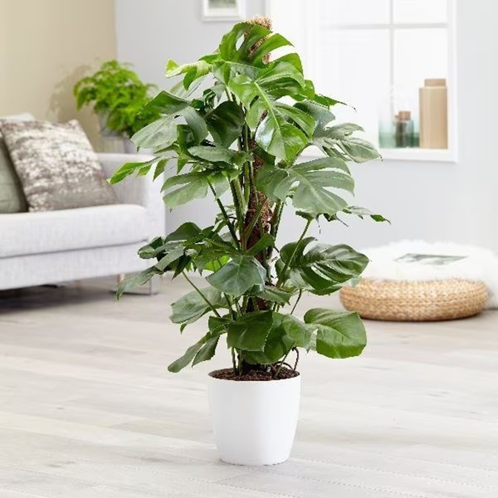 120cm XL Monstera Deliciosa on Moss Pole Swiss Cheese Plant XL 24cm Pot