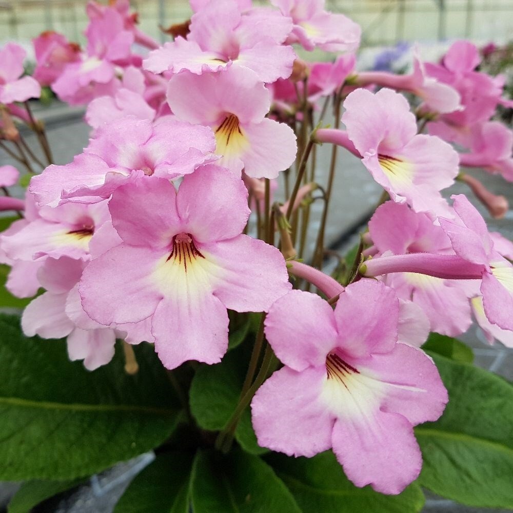 Streptocarpus Hannah | Cape Primrose