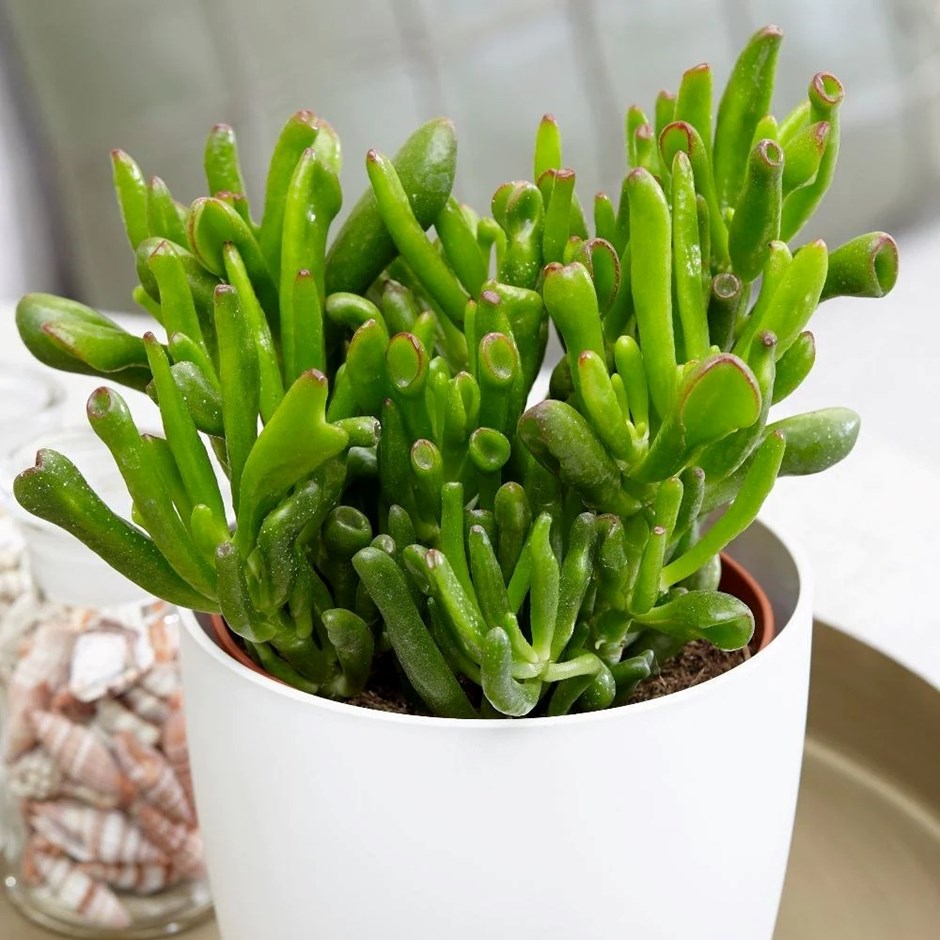 Crassula ovata Hobbit | Friendship Tree or Money Tree