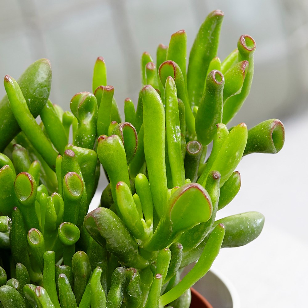 Crassula ovata Hobbit | Friendship Tree or Money Tree