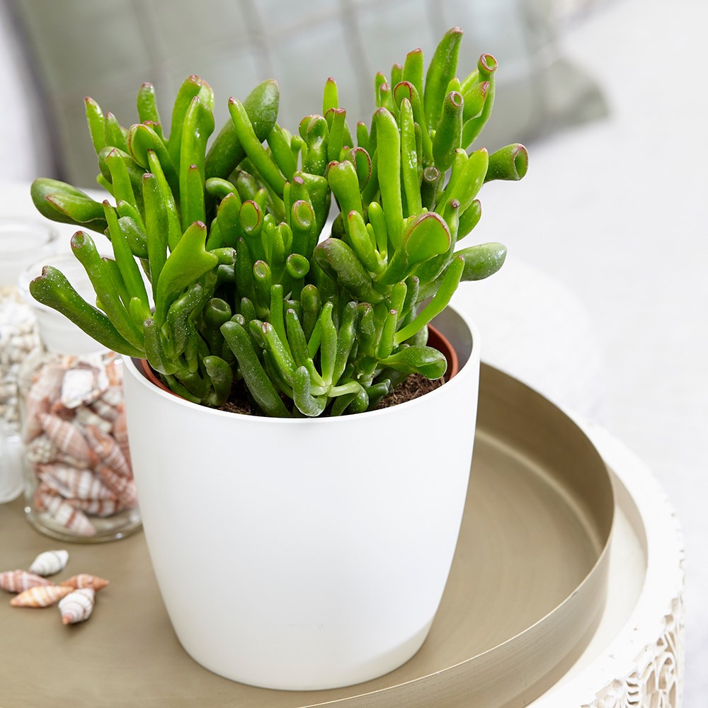 Crassula ovata Hobbit | Friendship Tree or Money Tree