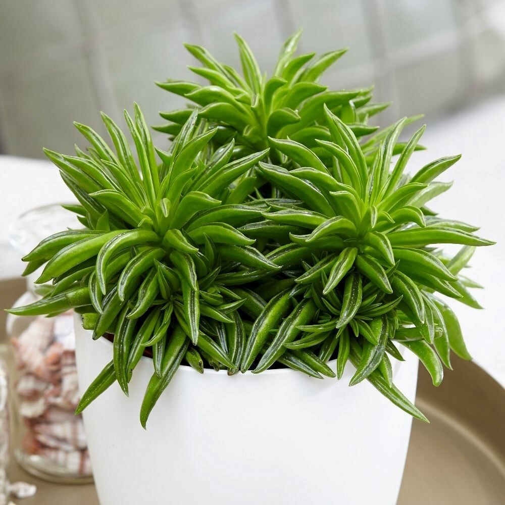 Peperomia Happy Bean | Peperomia ferreyrae 