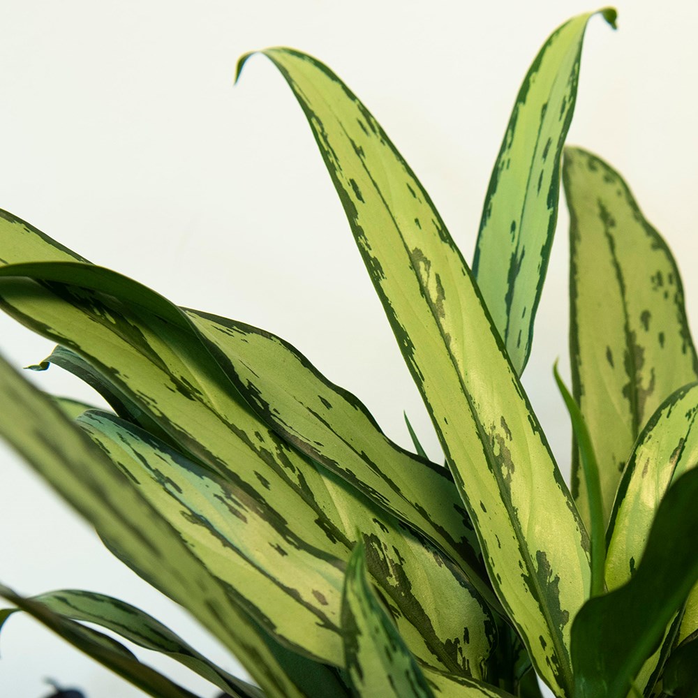 Aglaonema Cutlass | Chinese Evergreen