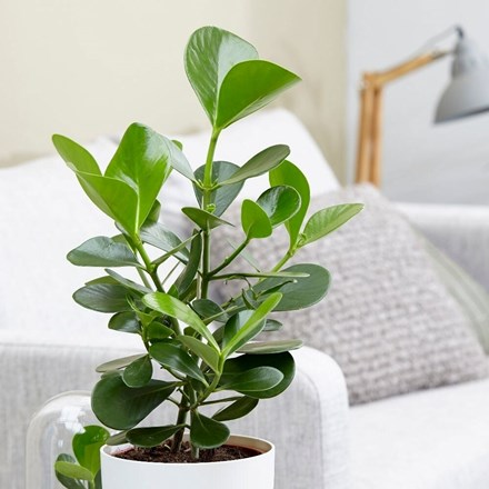 Clusia Rosea Green Magic | The Autograph Tree