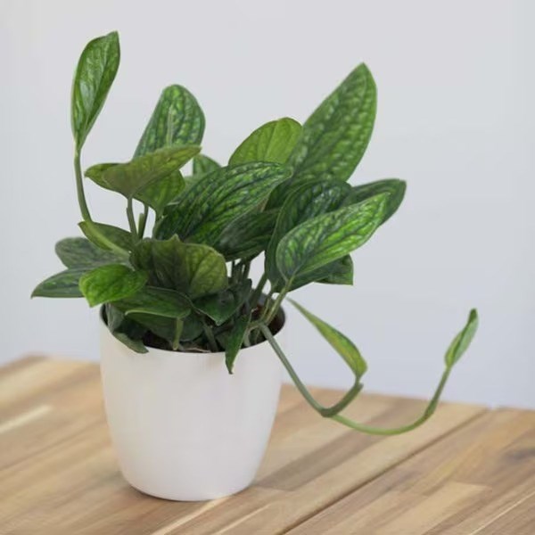 Epipremnum pinnatum Marble Planet | Devil’s Ivy