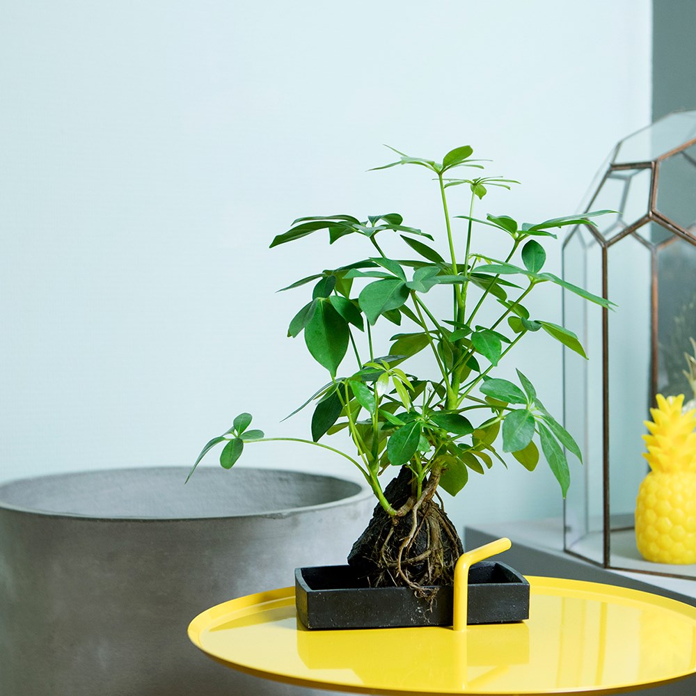 Schefflera Arboricola Nora | Umbrella Tree On Lava Rock