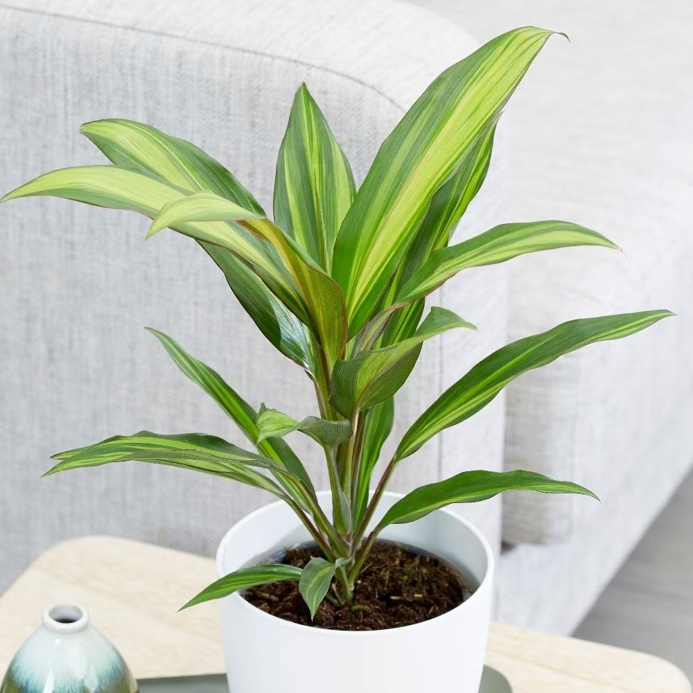 Cordyline fruticosa Kiwi | Good Luck Plant