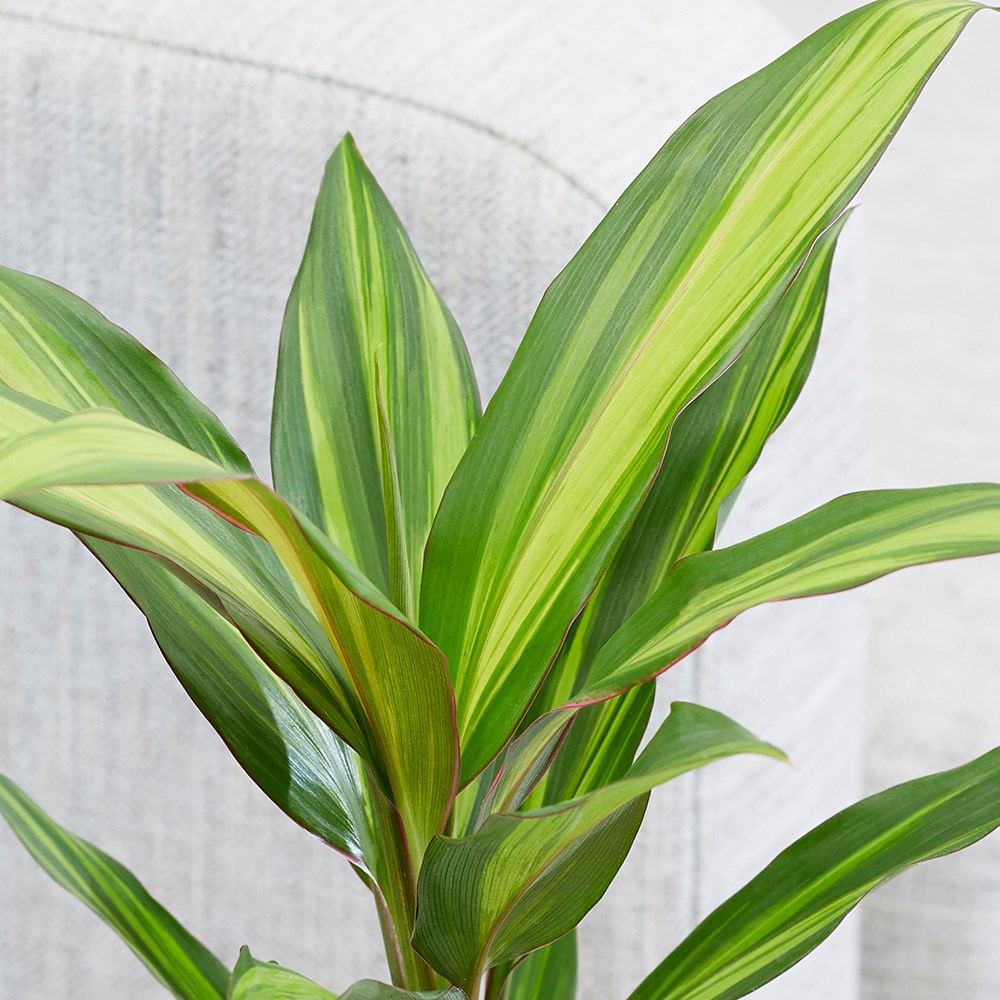 Cordyline fruticosa Kiwi | Good Luck Plant