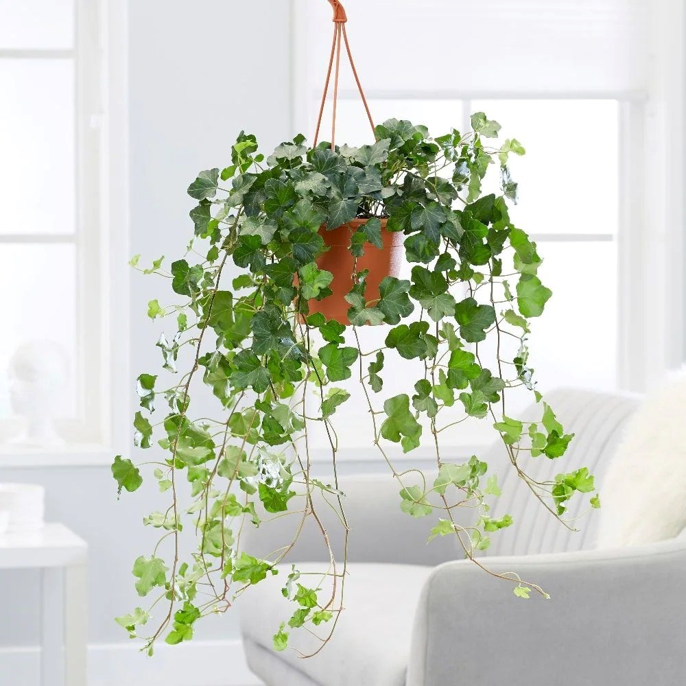 Hedera Helix Wonder | English Ivy Or Common Ivy