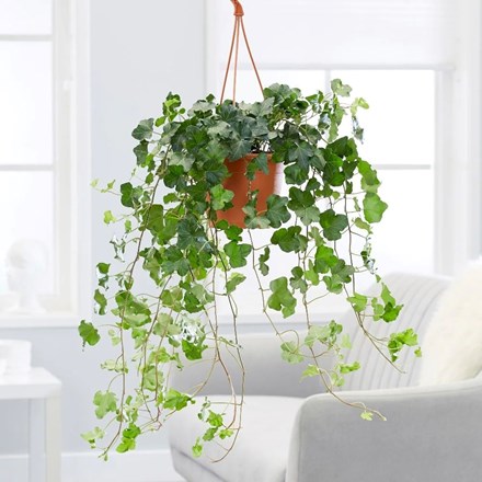 Hedera helix 'Wonder' | English Ivy | 19cm Hanging Pot