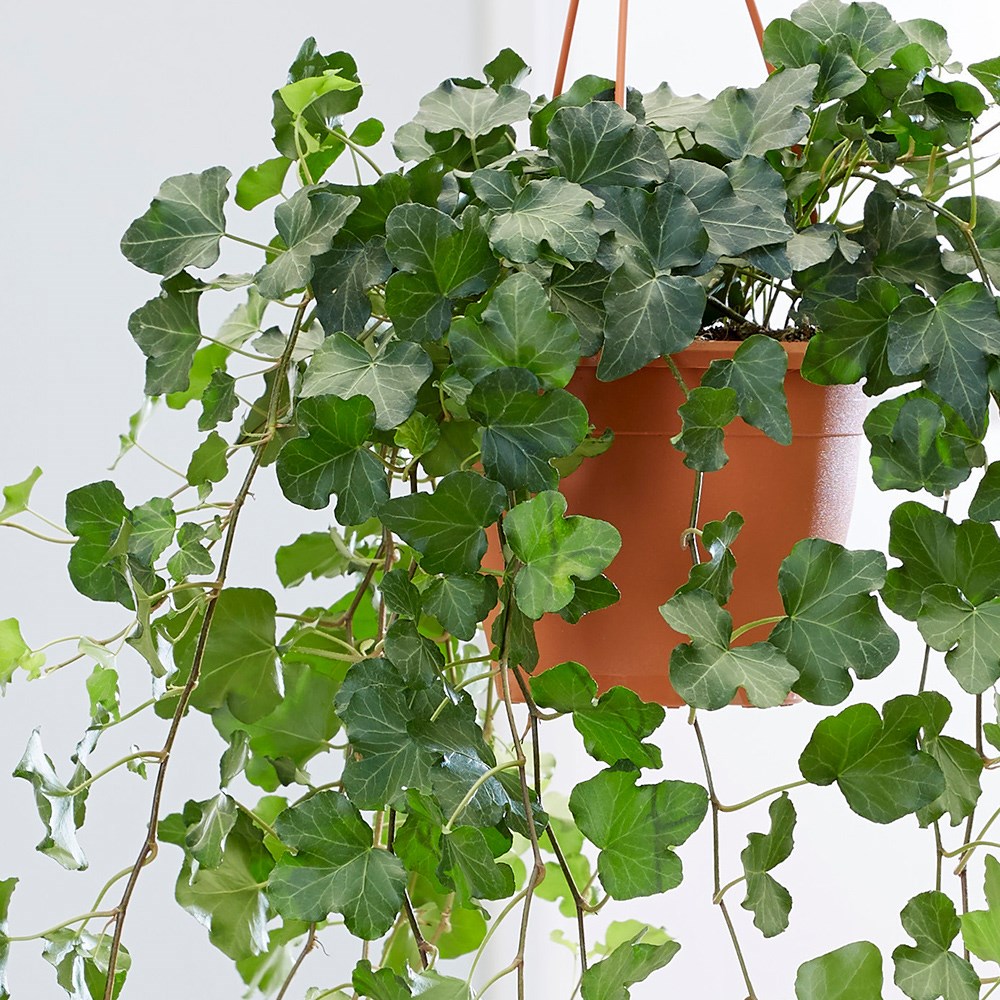 Hedera Helix Wonder | English Ivy Or Common Ivy