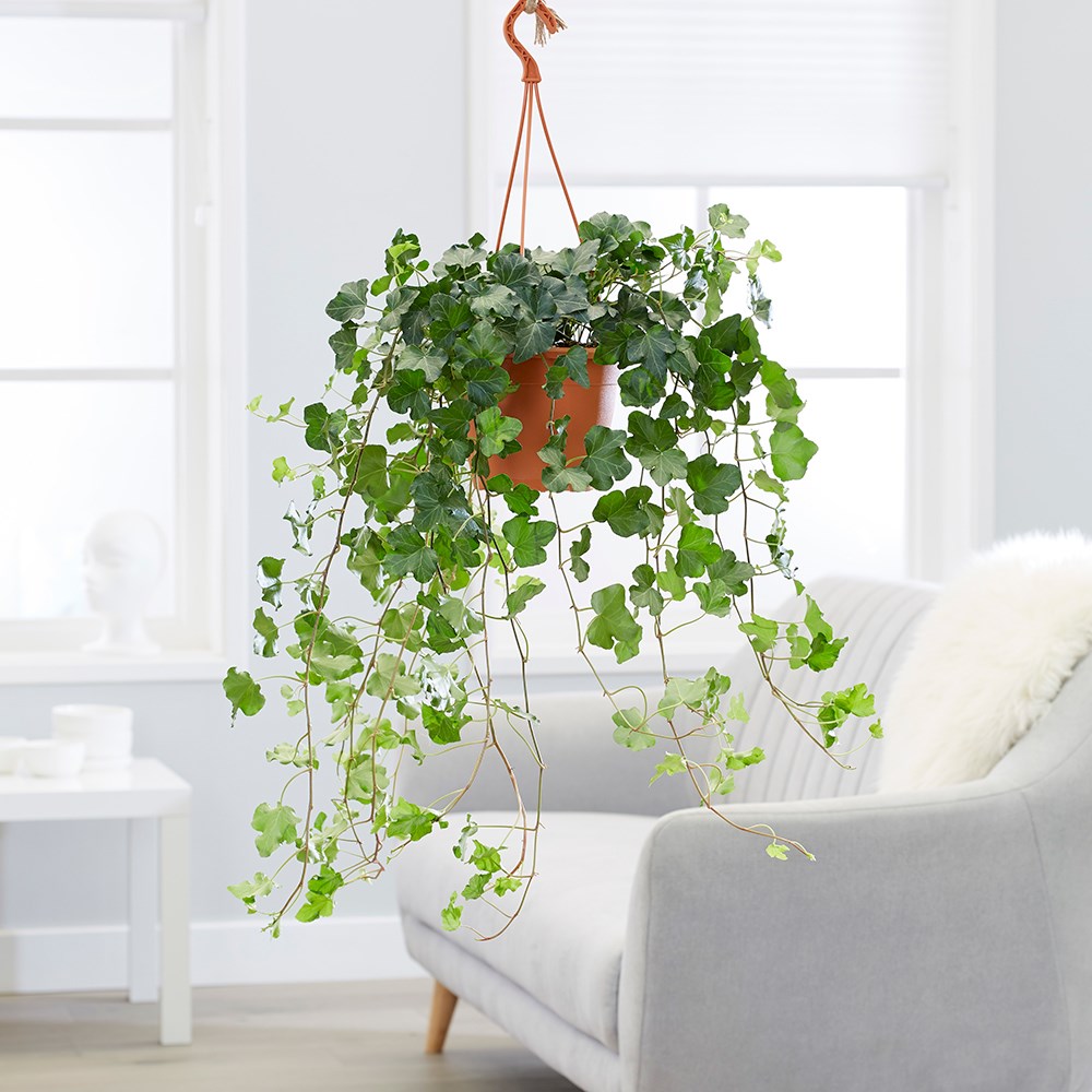 Hedera Helix Wonder | English Ivy Or Common Ivy