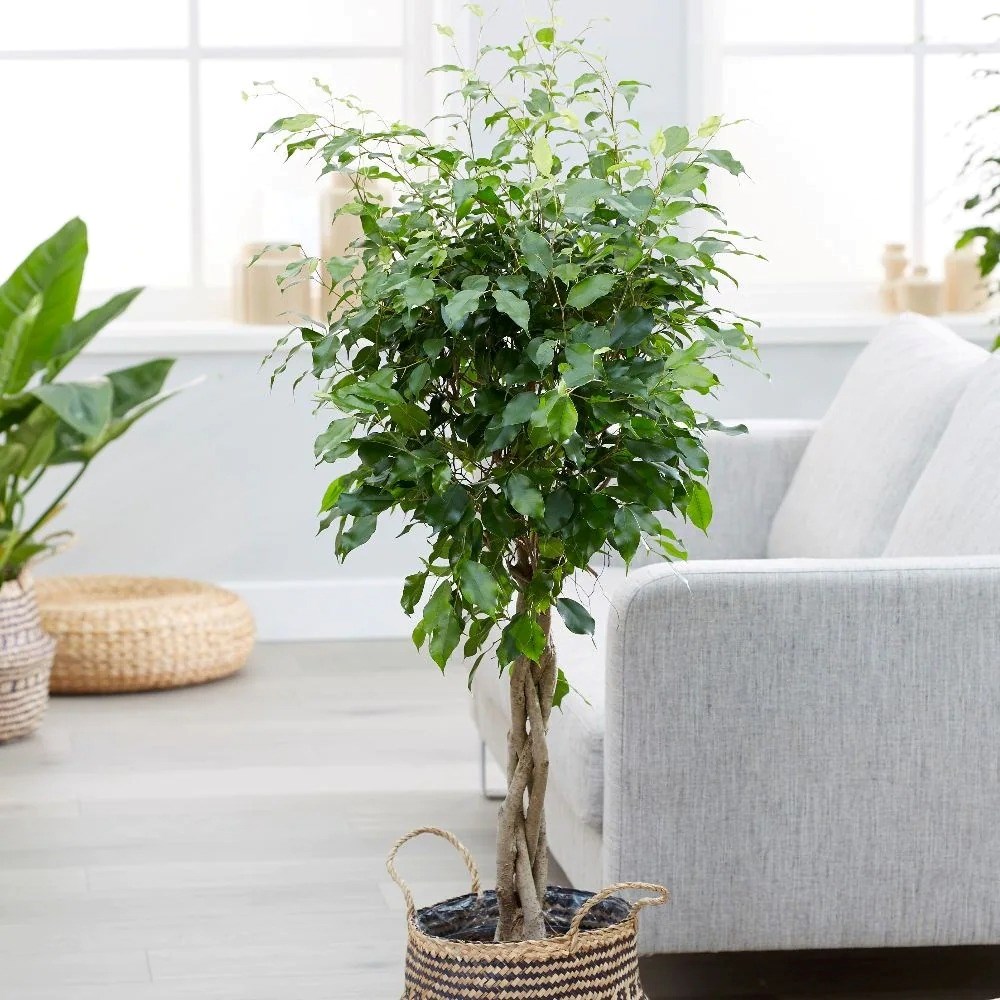 Ficus Benjamina Exotica | Weeping Fig